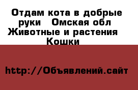 Отдам кота в добрые руки - Омская обл. Животные и растения » Кошки   